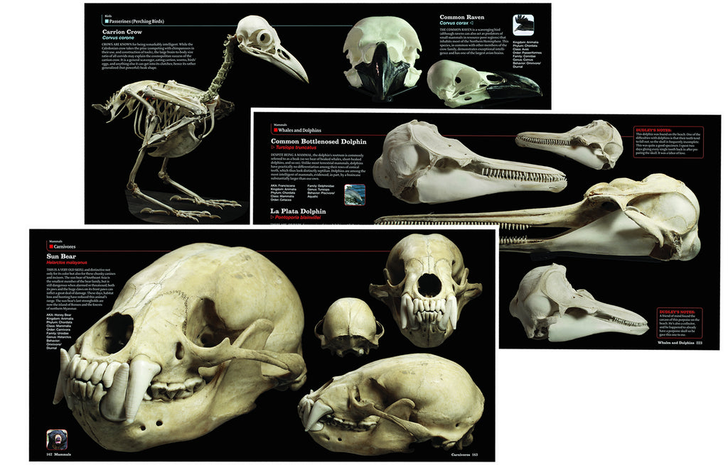 ddddddSkulls Book